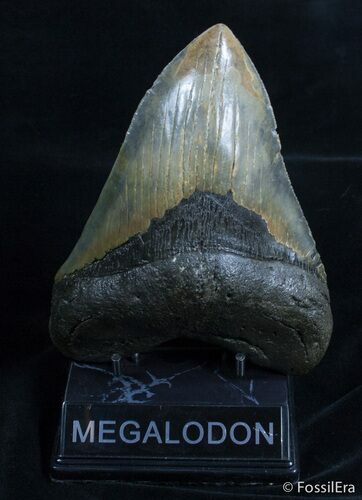Giant Inch Megalodon Tooth #2220
